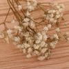 1 Bag Real Dried Flower Starry Sky Flowers Pressed Flower Scrapbooking