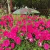 Outdoor Plant Umbrella, Telescopic Canopy,Creative Decor,Sturdy Garden Umbrella,with Stake for