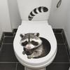 Yousheng  Creative 3D Peeking Raccoon Toilet Stickers, Self-Adhesive Toilet Seat Sticker, Waterproof PVC Water Tank Sticker, Peel And Stick Raccoon