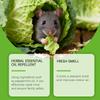 Peppermint Oil Is A Household Rodent And Plant Oil For Indoor Use To Drive Away Rodents.