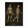Anatomical Skeleton Chalkboard Poster Kraft Paper Posters DIY Vintage Home Room Medicine Student Decor Medical Art Wall Painting