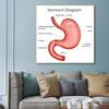 Human Organs Brain Liver Heart Anatomy Poster Print Canvas Painting Human Body Map Medical Classroom Office Room Home Decoration