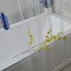 180*200cm Πλαστική Διαφανής Κουρτίνα Ντους Αδιάβροχη Αντιμυκητιασική Διαφανείς Κουρτίνες Μπάνιου Προϊόντα Μπάνιου Είδη Σπιτιού