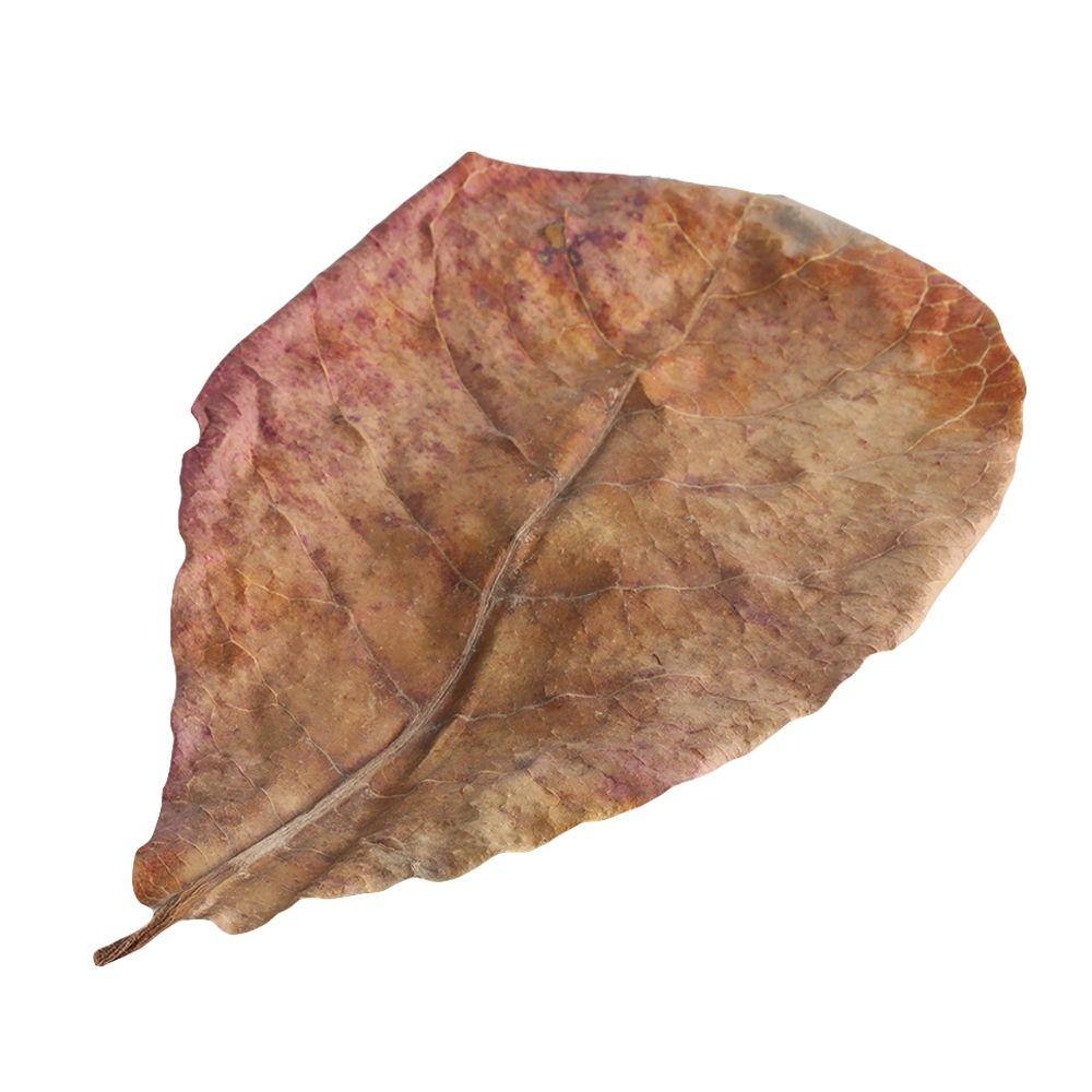 Fish Cleaning Acid Effect Fish Treatment Terminalia Leaves Aquarium Tank Decor Terminalia Leaves