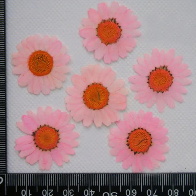 Pressed Flowers for Home Decoration, White Chrysanthemum, Bulk Packing, 1000PCs