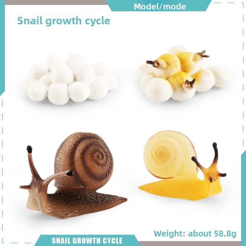 Snails Dragonflies Insect Lifecycle Pvc Model Science Education Display Kids For