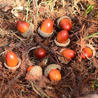 100Pcs Artificial Vivid Realistic Acorns Small Set Decorative Nuts for Christmas Table Display Party Wedding Home Garden