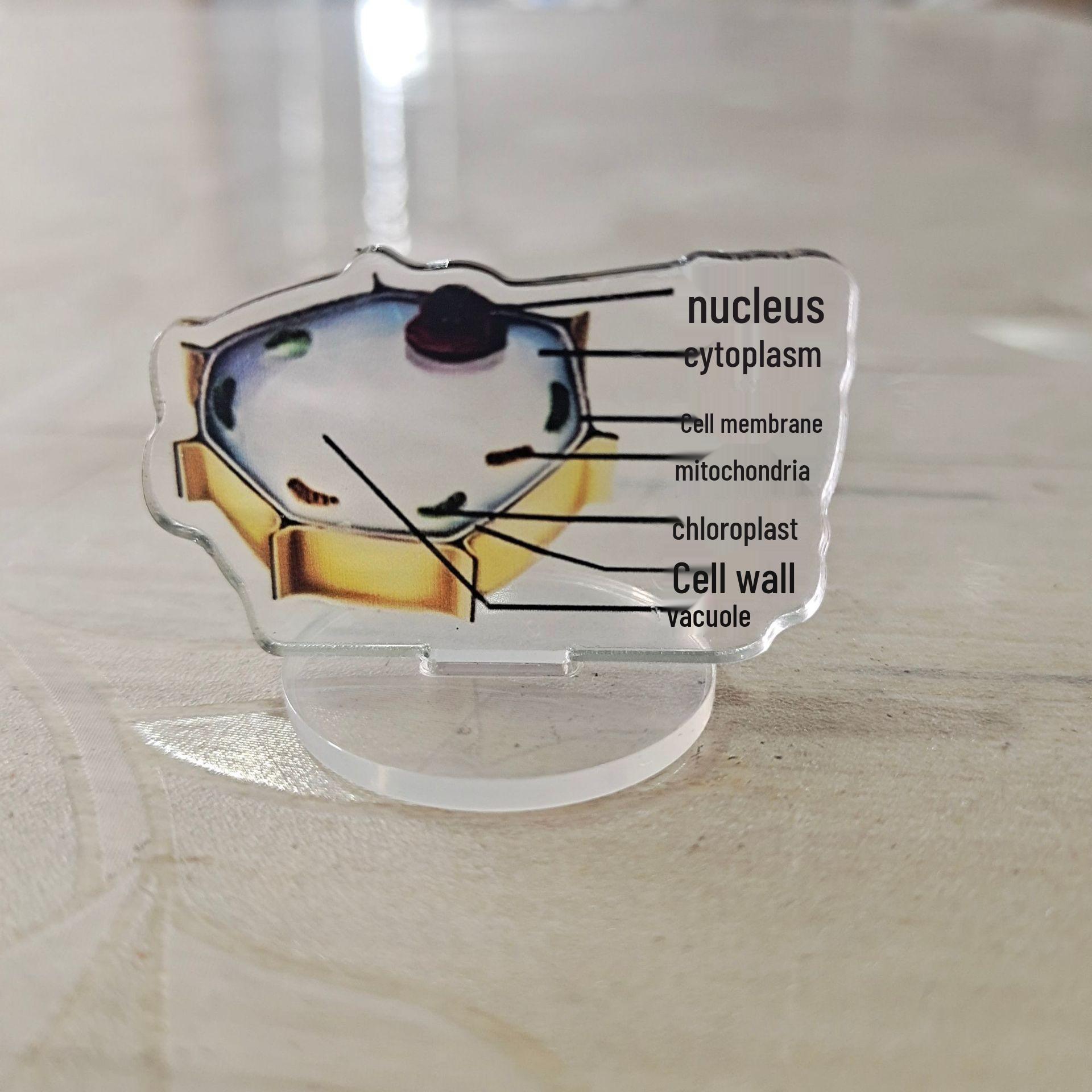 Biology Inspirational Cartoon Acrylic Standee - Cute Student Desktop Decoration Gift