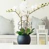 Leaf Shaped Reusable Plant Support Stake for Monstera Plants Antitipping Lightweight Easy Install Aesthetic Functional Growth