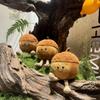 New Children's Toy Acorn Hazelnut Simulation Cute Plush Doll Ornaments