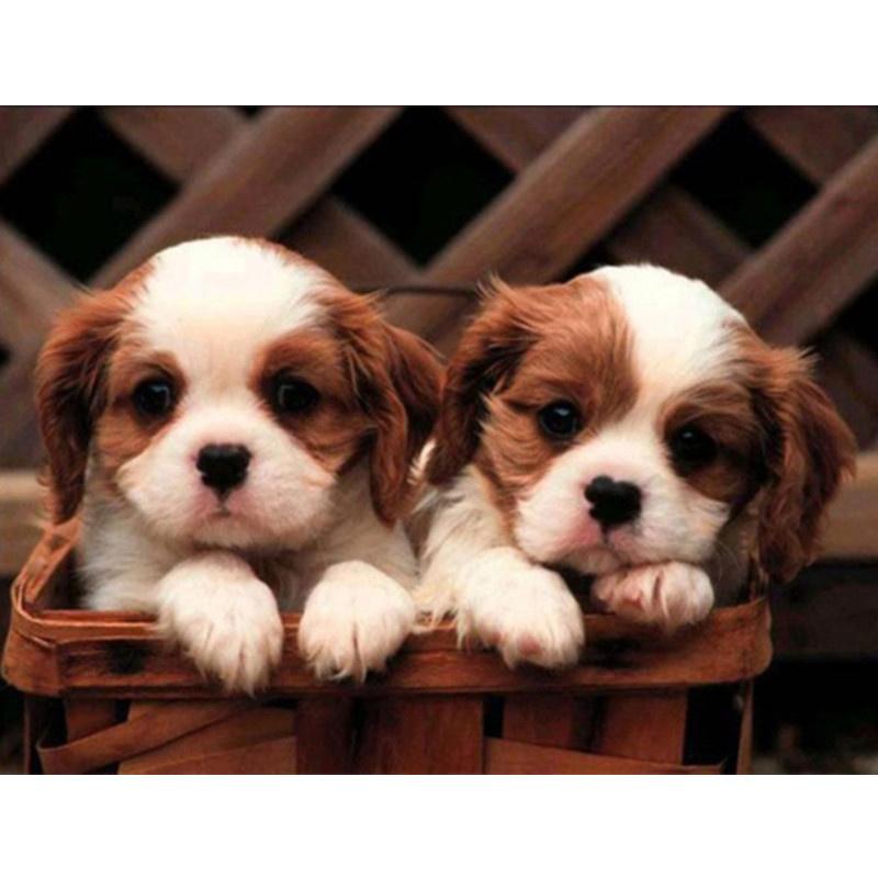 

5D DIY Алмазная картина Милые собаки Алмазная вышивка Набор для вышивки крестом Полный горный хрусталь Мозаика Домашний декор Round 30x40cm