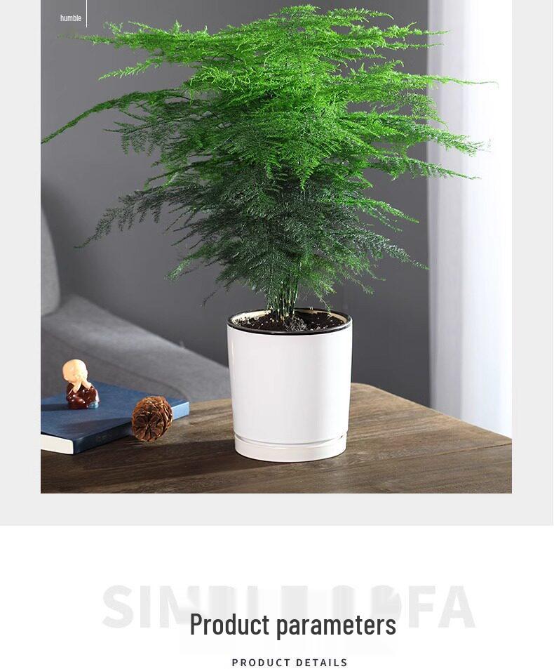 Asparagus Fern Indoor Plant: Air-Purifying, Evergreen, Hydroponic Bonsai for Office or Home