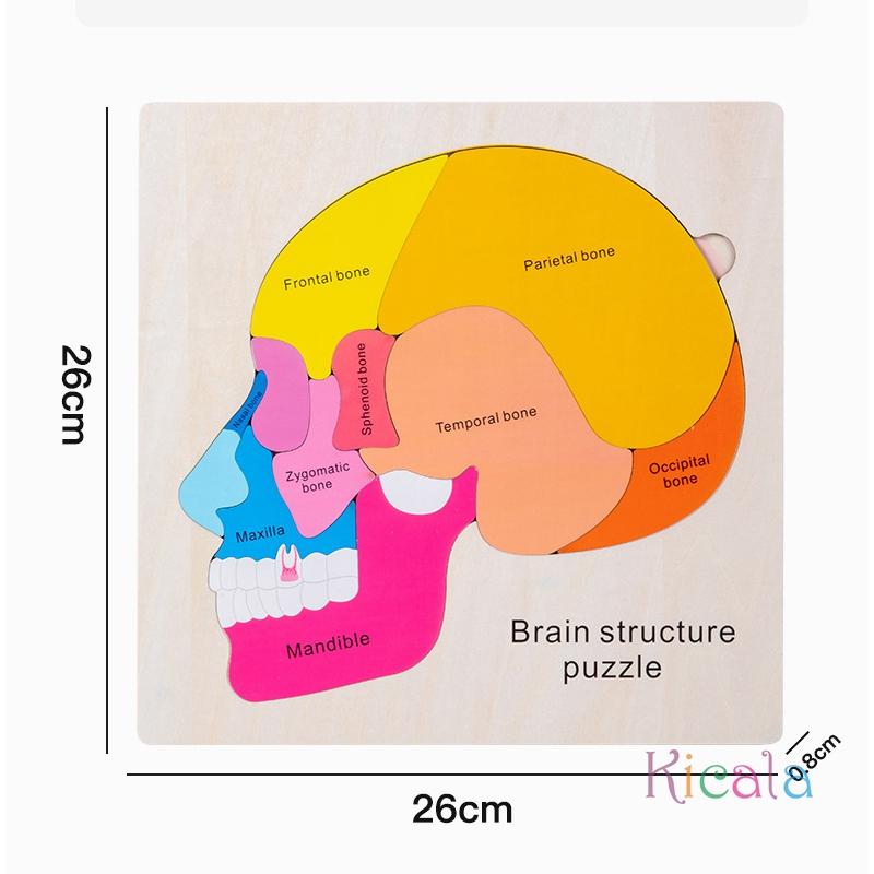 Età 3+ Gioco Puzzle Educativo in Legno sull'Anatomia del Cervello Giocattolo Educativo Cognitivo Multicolore per la Scienza Precoce Giocattoli Montessori