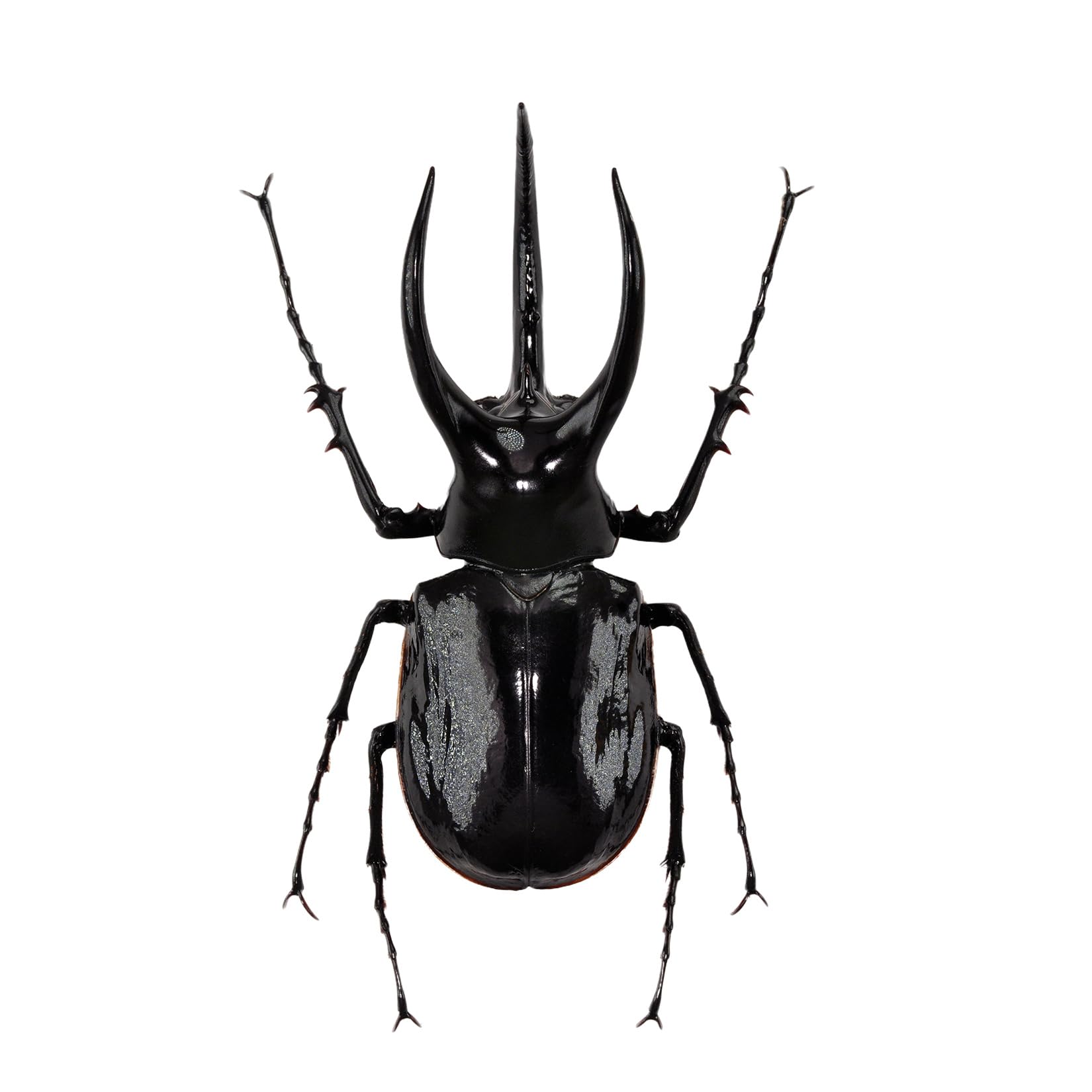 

BACALYSO Nirvana Mohlenkamp Beetle Figure Beetle Холодильник Наклейка Магнитный Орнамент Магнит Настоящая Взрослая Иллюстрированная Книга Насекомое Жук Смола Взрослый