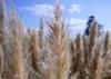 SAFLAX Erba della Pampa Americana - 200 semi - Cortaderia selloana