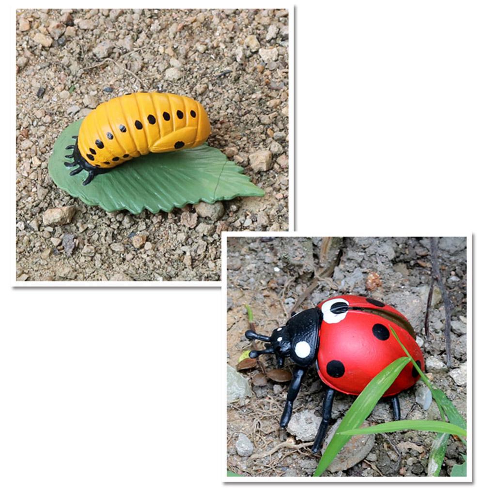 Pomoce dydaktyczne dotyczące cyklu życia zwierząt w klasie od 5. roku życia Biedronka