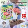 Human Brain Model with Nerve and Brainstem Structure - Educational Aid and DIY Toy