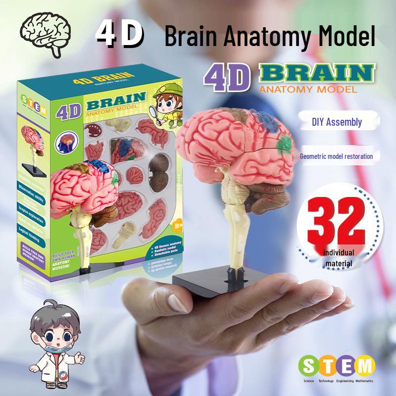 Human Brain Model with Nerve and Brainstem Structure - Educational Aid and DIY Toy