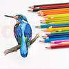 50-Color Oil-Based Colored Pencil Set with Free Shipping - Perfect for Kids' Art and Drawing