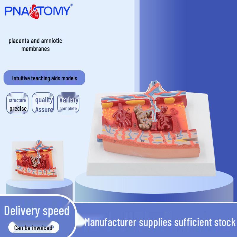 PNT-0599 Magnified Human Placenta and Fetal Membranes Teaching Model 18*14*5 cm