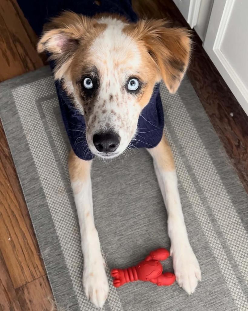 Nylabone Lobster Dog Toy Power Chew Cute Dog Toy for Aggressive Chewing Fun Filet Mignon Flavor – – Twist! (Small/Regular) (1 Count)