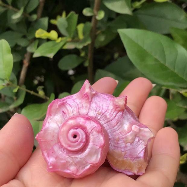 Eremitkräfta Ersättning & Snäcka Naturliga Snäckskal för Akvariumdekor