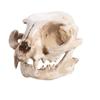 Funny Animal Skull Ornament Scary Artificial Skull Head Halloween Cat Skull Model  Haunted House
