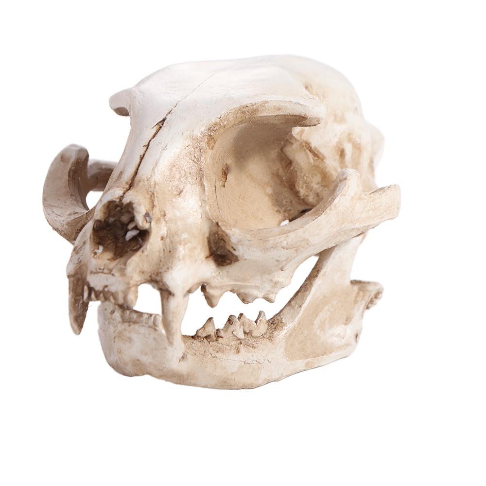 Funny Animal Skull Ornament Scary Artificial Skull Head Halloween Cat Skull Model Haunted House