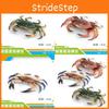 Realistic Plastic Ocean Crab Model For Kids With Educational Features And Vibrant Color Options