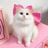 Comfortable Adjustable Cat Bow Headwear Formal Decorative Cat Bow Tie Collar Elegant Decorative Bowtie Wedding Party
