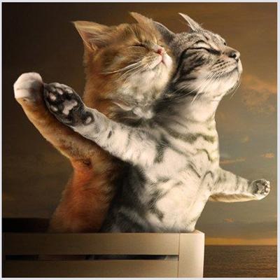 Broderie cu diamante Animale desene animate Diy Pictură Seturi cu punct de cruce Mozaic cu diamante Titanic Cat Broderie cu cristale