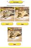 Plush Animal Toys: Tiger, Leopard, Golden Leopard, Lion Dolls for Home Decoration