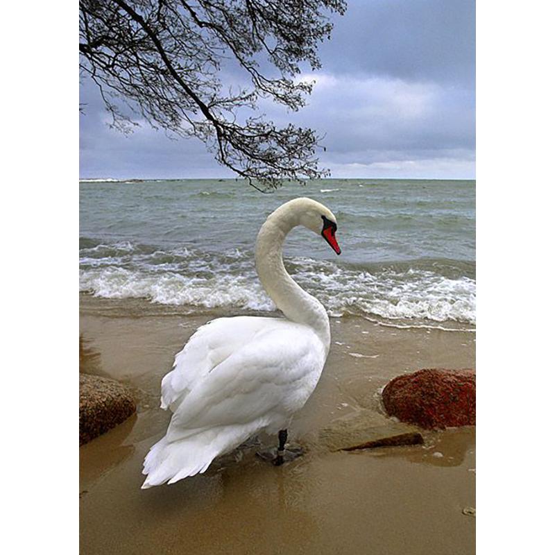 Gör-det-själv Swan 5D Diamantmålning Hel Rund Borr Diamantbroderi Djur Rhinestones Korsstygn Hantverkssats Gåva Heminredning