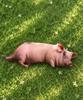 DEDERIT Funny Animal Real Pig Doll Keyring Bag