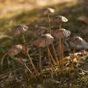 1/5/6/8/10Pcs Wrought Iron Mushroom Decoration Set Lightweight Stable Structure Desk Ornament Garden Home Decor