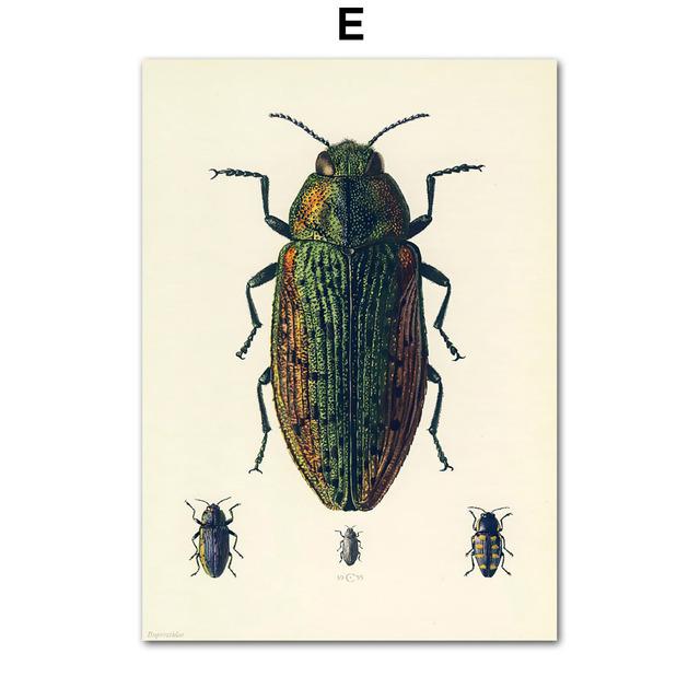 Vintage Beetle Insect Poster Specimen Retro Illustration Wall Art Canvas Painting Posters and Prints Picture for Living Room No Frame