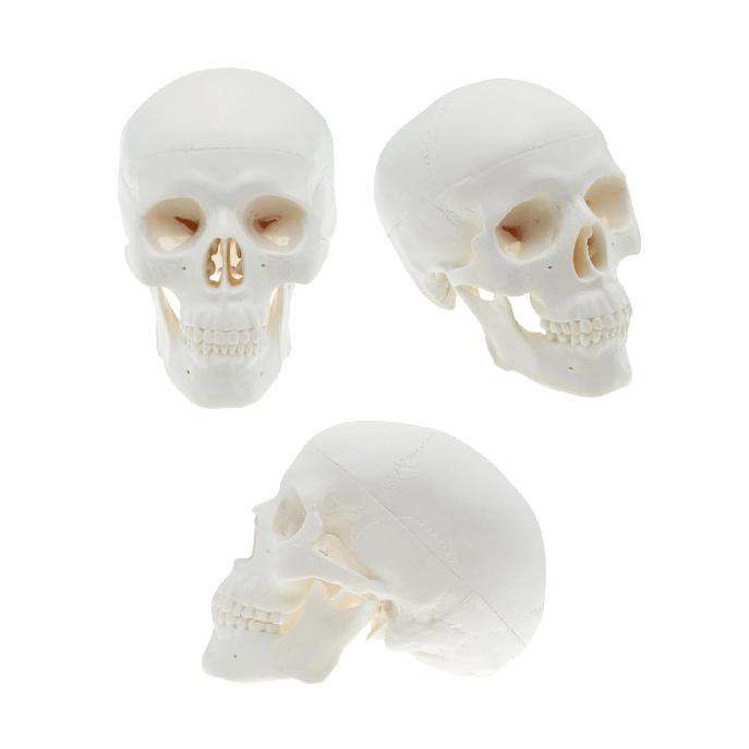 Mini Skull Anatomy Model for Studying - Human Skull Model, Small Plastic Head Bones for Artists Drawing - QREBYQ Anatomy Skull Model