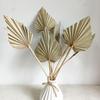 1/2PCS Pampas Grasses Branches DIY Wedding Decorations Home Decora Palm Fan Leaf Dried Flower Palm Leaves In Different Shapes