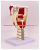 Anatomical Human Throat Model: Throat Muscles, Laryngeal Cartilage, Cavity, Vessels, and Thyroid Gland for Otolaryngology.