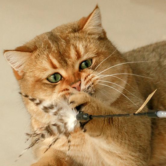 Katzenstab Federdesign mit Glöckchen Ergonomischer Griff Glatte Kante Bissfest Lindern