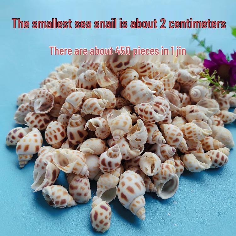 Conch Shells & Starfish for Hermit Crabs: Aquarium Decor & Drift Bottle Accessories