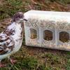 Detachable Pigeon Feeding Box ABS Bird Food Container Bird Automatic Feeder  Bird Supplies