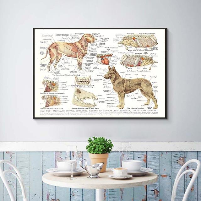 Muskeln und Organe des Hundes, gedrucktes Ölgemälde, Poster, Labor, Heimwanddekoration, Bild