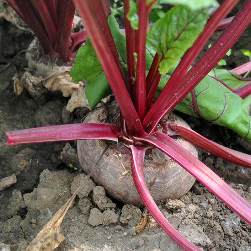 Buy Organic Vegetable Plants Seed Home Garden Decor at affordable