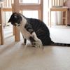 Cats Automatic Toy Cats Interactive Toy Teasing Mouse Fun Exercise Toy for Indoor Felines Play Exercise Toy
