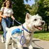 Garrafa de Água Anti-vazamento para Cães 285ml Viagem ao Ar Livre Portátil Tigela de Água para Animais de Estimação Cordão para Pendurar Alimentador de Água para Passeio de Filhote