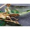 Used SWAROVSKI brooch