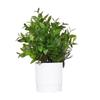 Green Simulation Plant Potted Green Grass Lifelike Grass Flowerpotted Desktop Ornament  Windowsill