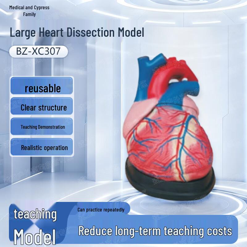Yibaikuo Human Large Heart Anatomy Simulation Model