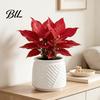 Decorative Container for Plants Self Watering Planter with Wick Rope Indoor Plants, Double Layer Easy Care Plant Pot Transparent Hydroponic